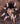 Aphonopelma chalcodes, Arizona Blonde tarantula, Flagstaff Orange locality.
