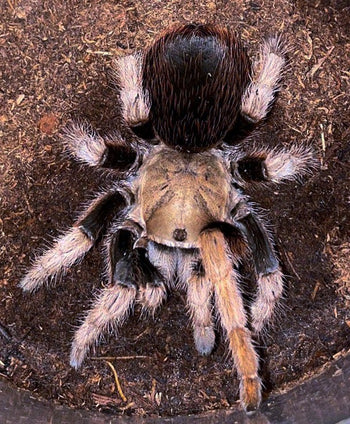 Aphonopelma chalcodes ( Arizona Blonde Tarantula ) Flagstaff Orange