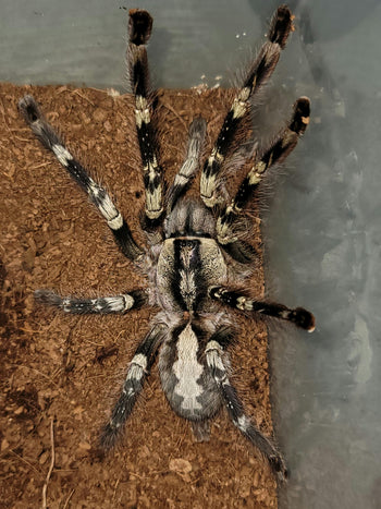 Poecilotheria smithi (Yellow Backed Ornatmental Tarantula)