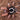 Megaphobema robustum (Colombian Giant Redleg Tarantula) about 1.5"