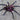 Xenesthis sp. 'Bright' (Bright Beauty Bird Eater Tarantula) 1.5"
