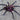 Xenesthis sp. 'Bright' (Bright Beauty Bird Eater Tarantula) 3.5-4" FEMALE