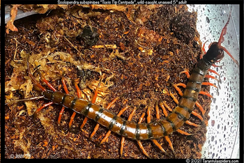 Scolopendra sp "Toxic Tip" Centipede