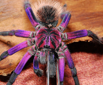 Xenesthis sp 'white lowland' Tarantula 1.5-2"