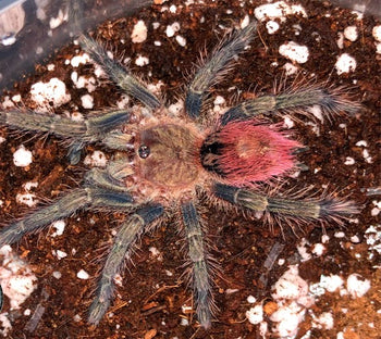 Thrixopelma ockerti (Peruvian Flame Rump Tarantula) 0.5-0.75"