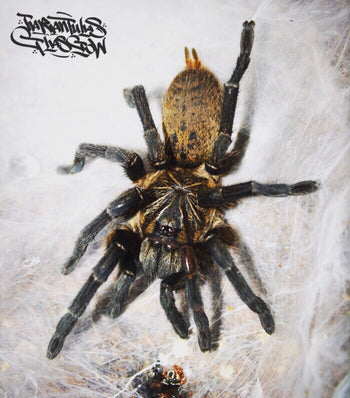 Pterinochilus lapalala, Gold Dust Baboon tarantula.
