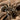 Hysterocrates gigas (Cameroon Red Baboon Tarantula) 0.5"
