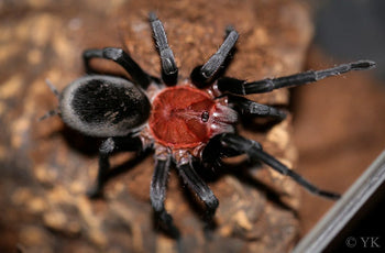 Bumba horrida (Brazilian Red Head Tarantula) 0.75-1"