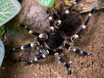 Acanthoscurria geniculata, Giant White Knee tarantula.