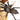 Pterinochilus murinus "Black" Color Form Botswana-Zimbabwe (RARE Tarantula) 2-2.5"