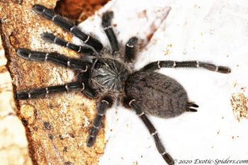 Pterinochilus murinus "Black"  Botswana-Zimbabwe (Black & White Gold Baboon Tarantula)