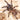 Haplopelma albostriatum "ratchaburi" Tarantula 0.5"