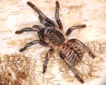 Haplopelma albostriatum, Thai Zebra tarantula.