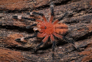 Kankuamo marquezi (Latin Fire-cracker Tarantula)