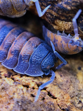 Porcellio scaber 'Lava' Isopods
