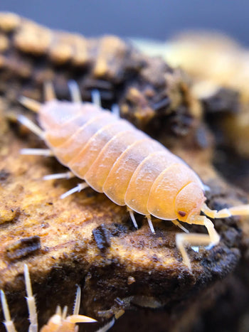 Powder Orange Isopods (Porcellionoides pruinosus)