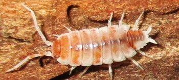 Powder Orange Cream Isopod (Porcellionoides pruinosus)