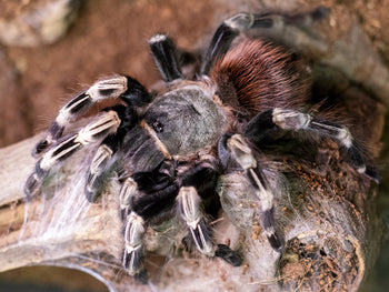 Vitalius (Ex. Nhandu) chromatus (Brazilian Red & White Tarantula) about 0.5"