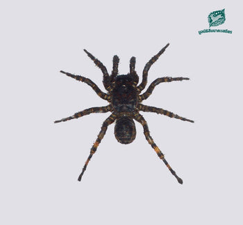 Liphistius sp "Thialand" Spider 1-1.5"