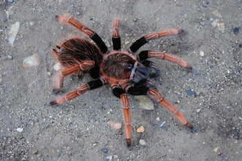 Sericopelma sp. "Santa Catalina" (Latin Flame Leg Tarantula) FEMALE 2"