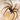 Heteropoda maxima (Giant Huntsman Spider)