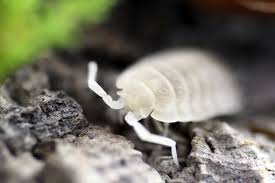 Powder Lottery Mix (Porcellionoides pruinosus) Isopods **4 color morphs included!**