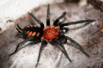 Diplura sp Rurrenabaque (Rurrenbaque Curtain Web Spider)
