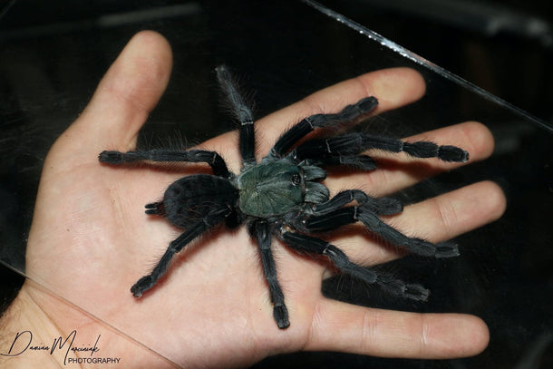 Omothymus sp. 'Valhalla' (Emerald Shadow Tarantula) – Exotics Unlimited