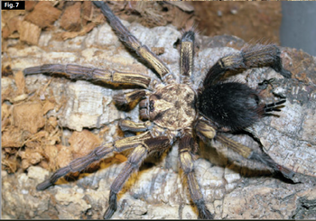 Phormictopus auratus (Golden Bird Eater Tarantula) 0.75-1" FREE AFTER $250 SPENT
