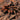Hapalopus guerreroi (Speckle Patch Guerilla Tarantula) (Ex. vangoghi & sp. Guerilla) 0.5" FREE AFTER $250 SPENT