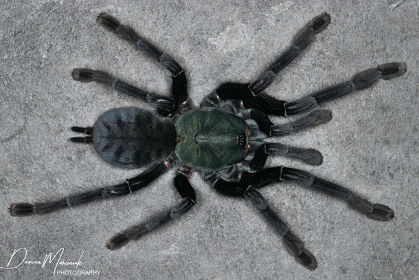Omothymus sp. 'Valhalla' (Emerald Shadow Tarantula) – Exotics Unlimited