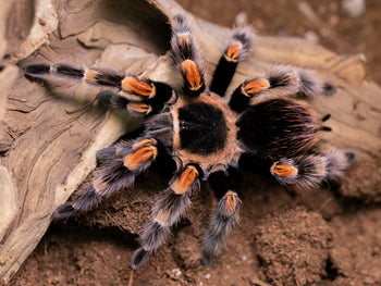 Brachypelma hamorii (Mexican Red Knee Tarantula) about 2"