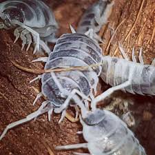 Powder Lottery Mix (Porcellionoides pruinosus) Isopods **4 color morphs included!**