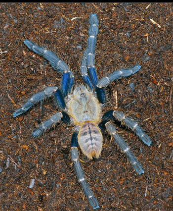 Haplopelma robustum (Ex. Cyriopagopus robustus) (Malaysia Blue Femur Tarantula) 1-1.5"