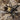 Ephebopus murinus (Skeleton Leg Tarantula)