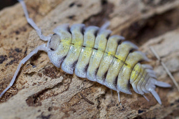 Porcellio "boliviari" Isopods