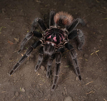Xenesthis sp. 'Intermedia' (Amazon Blue Bloom Tarantula) 1.5-2"