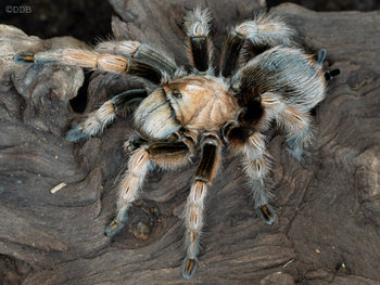 Aphonopelma chalcodes (Arizona Blonde Tarantula) Tucson Locality 0.5"
