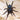Sahydroaraneus raja (Indian Blue Dwarf) 0.5" *RARE*