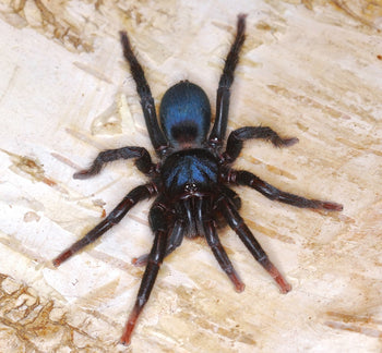 Sahydroaraneus raja (Indian Blue Dwarf) about 0.75 *RARE*