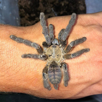 Ornithoctoninae sp 'South Cotabato LL' Tarantula