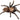 Aphonopelma hentzi (Texas Brown Tarantula)