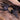 Phormingochilus hatihati (Ex. Cyriopagopus) (Purple Earth Tiger Tarantula ) 2"