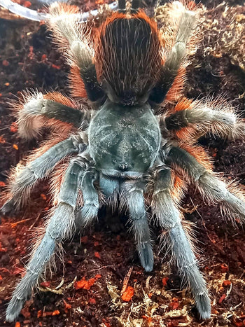 Aphonopelma anitahoffmannae, Mexican Red Slate tarantula, 1 inch.