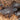 Chaerilus cimrmani (Thialand Black Scorpion) 0.25-0.5" Body