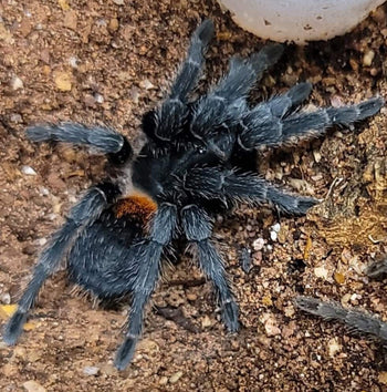 Homeomma chilensis (Dwarf Chilean Flame Tarantula) Mature Female BUNDLE