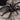 Psalmopoeus irminia (Venezuelan Suntiger Tarantula) .5-0.75"
