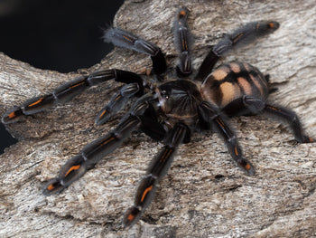 Psalmopoeus irminia (Venezuelan Suntiger Tarantula) 0.5-0.75"+ FREE AFTER $150 SPENT