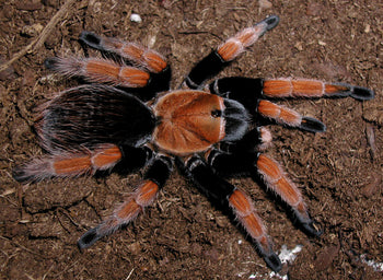 Aphonopelma bicoloratum (Mexican Blood Leg Tarantula) 1.5-2"