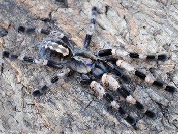 Poecilotheria miranda (Bengal Spotted Ornamental Tarantula) 1”